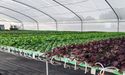 One Agricultural Tech Stock That Plunged Despite Reporting Significant Results On Cannabis Plant- ROO
