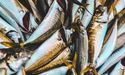  Seafarms Group Announces Update on Project Sea Dragon 