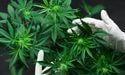  ASX Cannabis Stocks: Starpharma Up 10% on Study Results; Mach7 Announces $3.7M Deal 