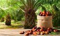 SunOpta (TSE:SOY) Shares Rise After Strong Plant-Based Product Output 