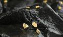  Evolution Mining (ASX:EVN) Shares Track ASX 300 Amid Gold Sector 