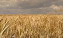  Wheat cultivation rapidly falls due to global warming: Study 